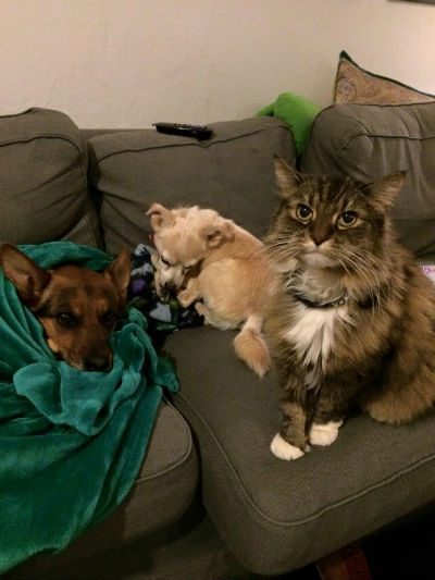 Dealing With Pet Custody Battles