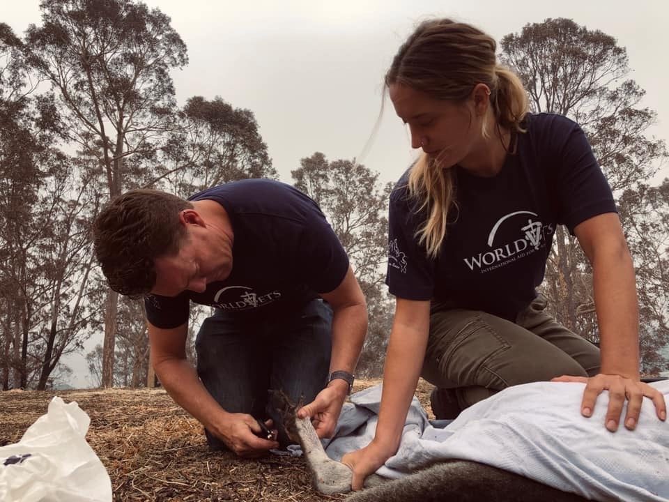 Dr Simon treating wildlife Dr Simon treating wildlife