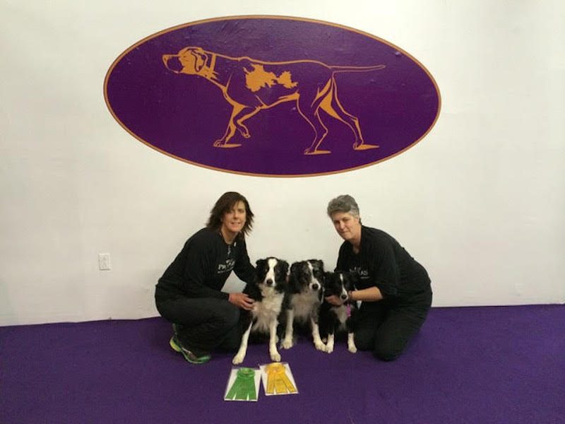 Dog Bred By Lesbians Wins Westminster Agility - CURVE