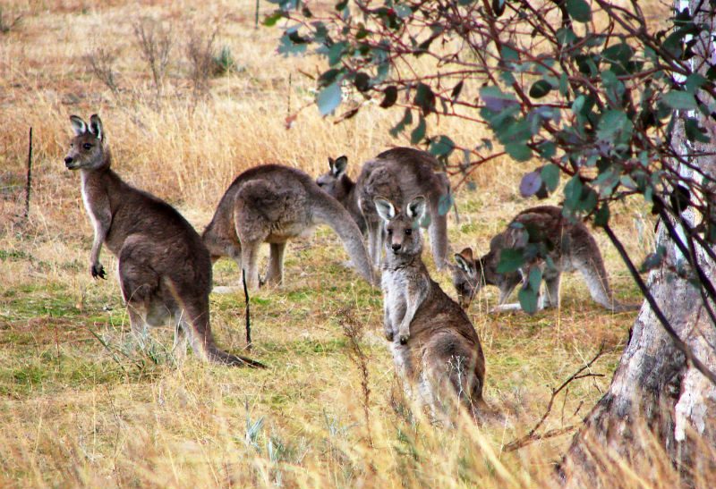 DSC02389KangaroosinCanberra