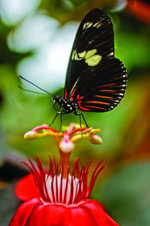 Travel_CostaRica_butterfly_AndresOjeda