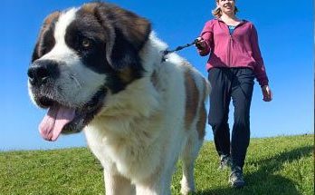 Don't have a dog to walk? Borrow a neighbours.