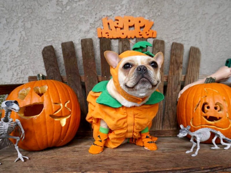 Halloween Costumes For A Feminist Dog