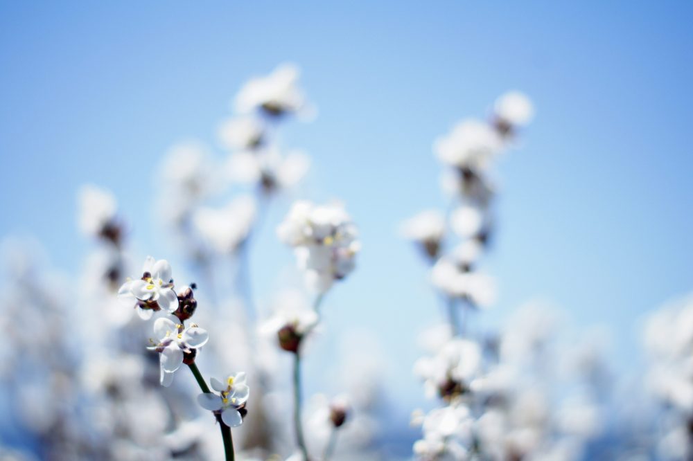 The Often-Misunderstood Premise of the Cotton Ceiling