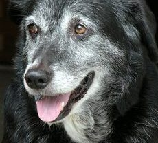 Keeping Our Senior Pets Comfortable This Winter