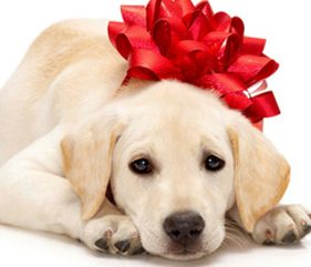 Can gifting a dog ever be a good thing?