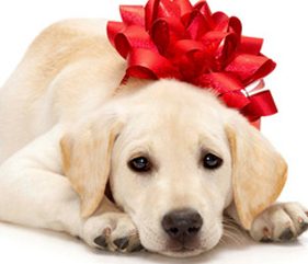 Can gifting a dog ever be a good thing?